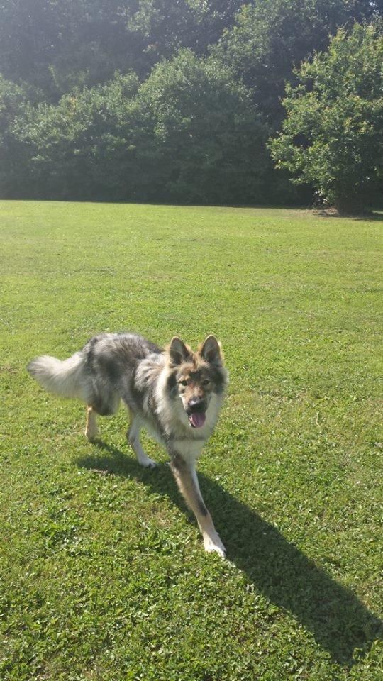 Tjekkoslovakisk ulvehund Roko billede 39