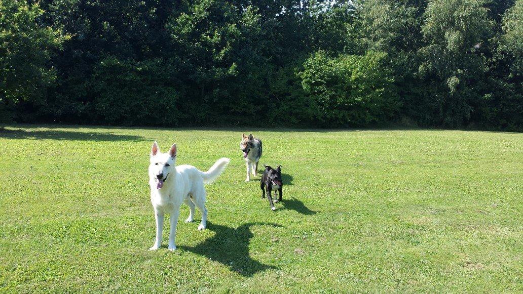 Tjekkoslovakisk ulvehund Roko billede 40