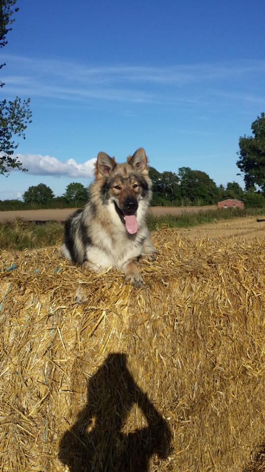 Tjekkoslovakisk ulvehund Roko billede 41