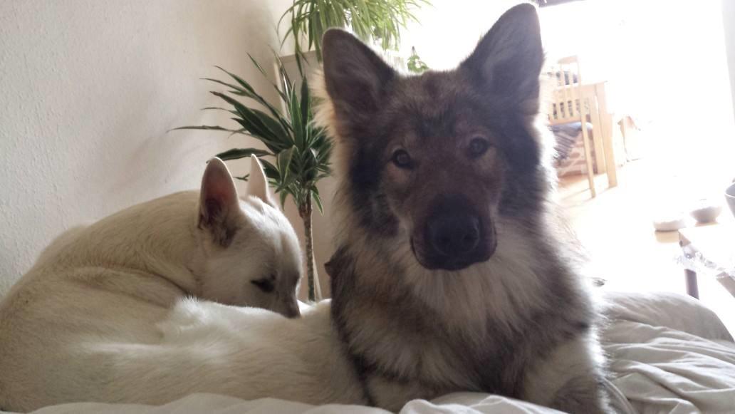 Tjekkoslovakisk ulvehund Roko billede 42