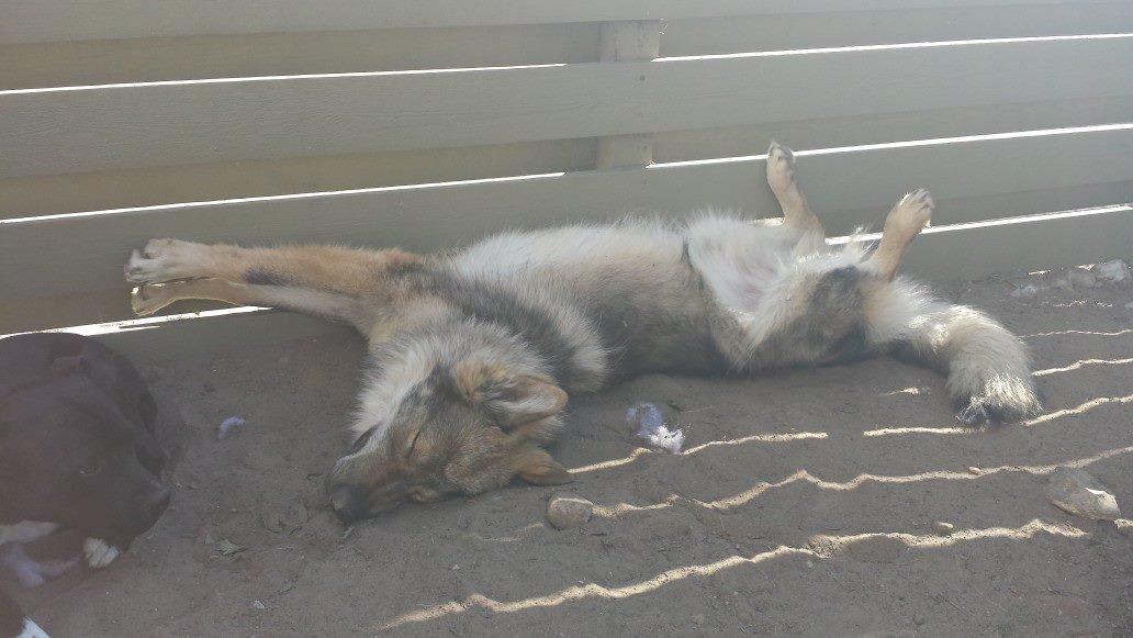 Tjekkoslovakisk ulvehund Roko billede 43