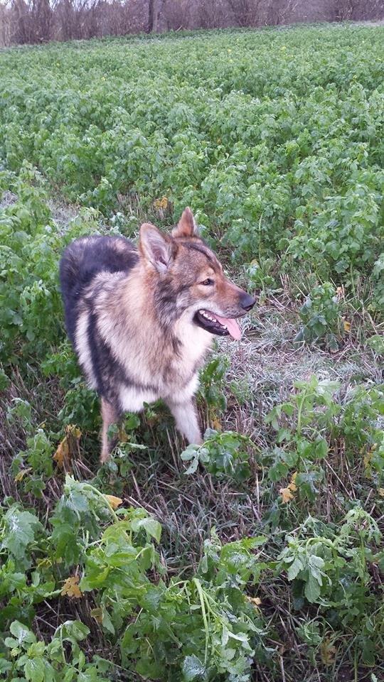 Tjekkoslovakisk ulvehund Roko billede 44