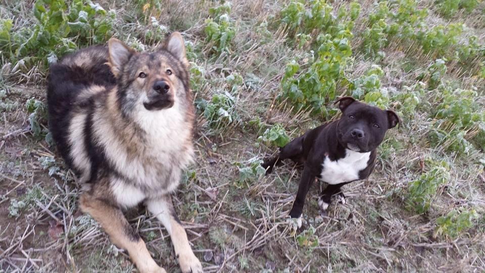 Tjekkoslovakisk ulvehund Roko billede 45