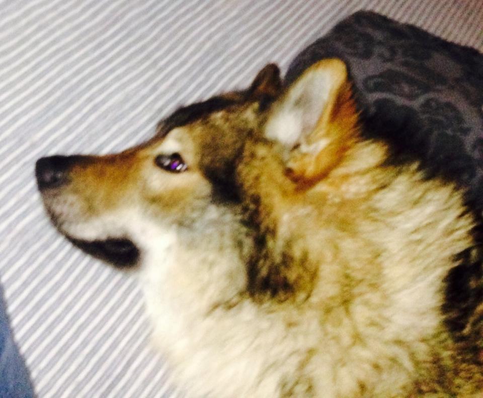 Tjekkoslovakisk ulvehund Roko billede 46