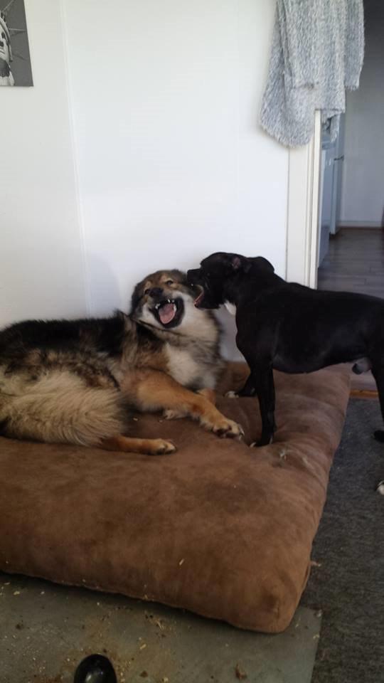 Tjekkoslovakisk ulvehund Roko billede 47