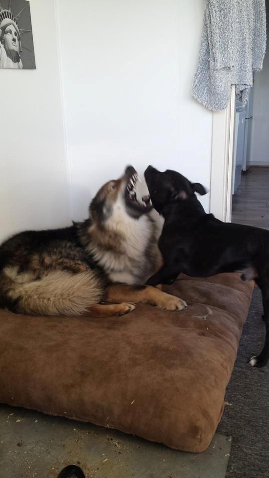 Tjekkoslovakisk ulvehund Roko billede 48