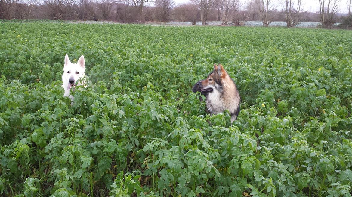 Tjekkoslovakisk ulvehund Roko billede 22
