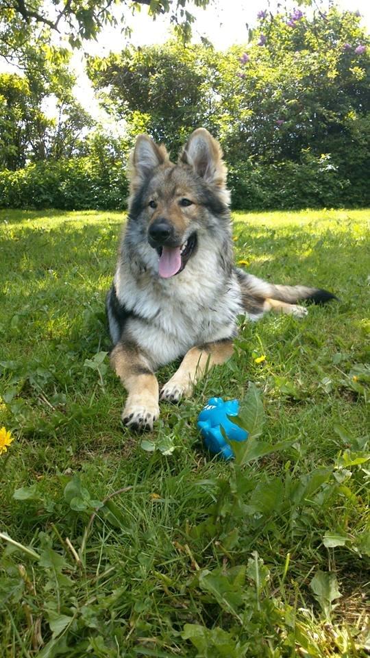 Tjekkoslovakisk ulvehund Roko billede 19