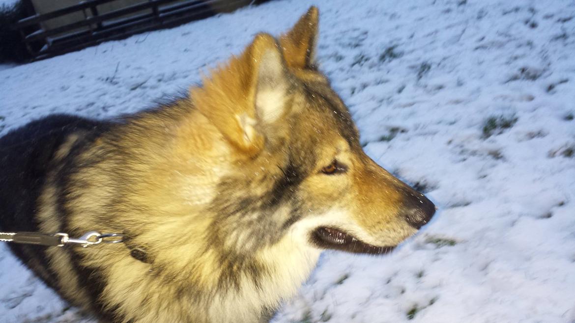 Tjekkoslovakisk ulvehund Roko billede 49