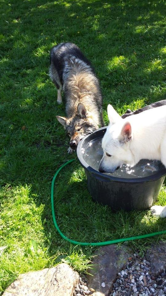 Tjekkoslovakisk ulvehund Roko billede 50