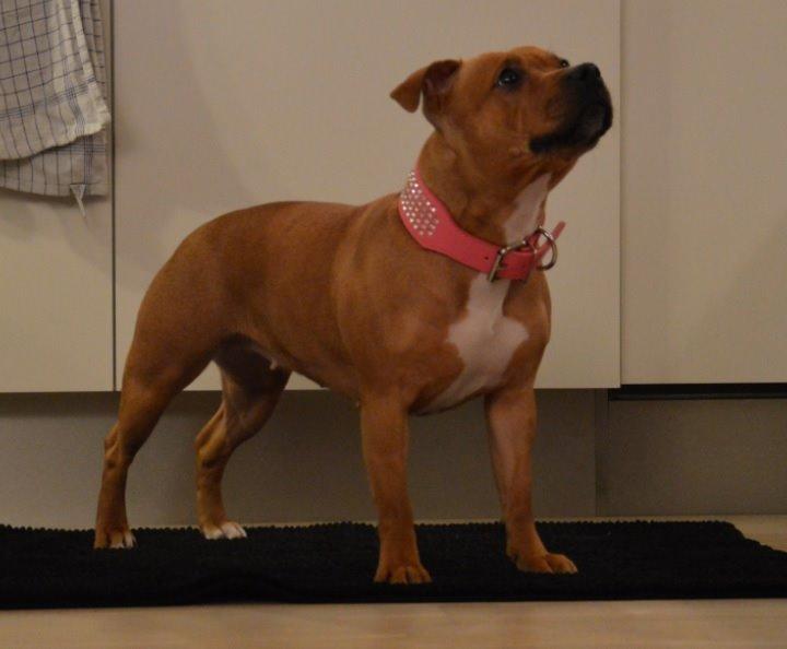 Staffordshire bull terrier Maggie billede 18