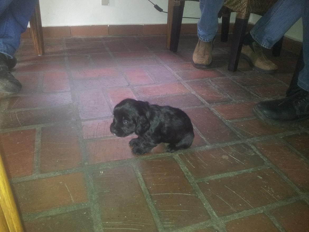 Field Trial Cockerspaniel molly billede 1