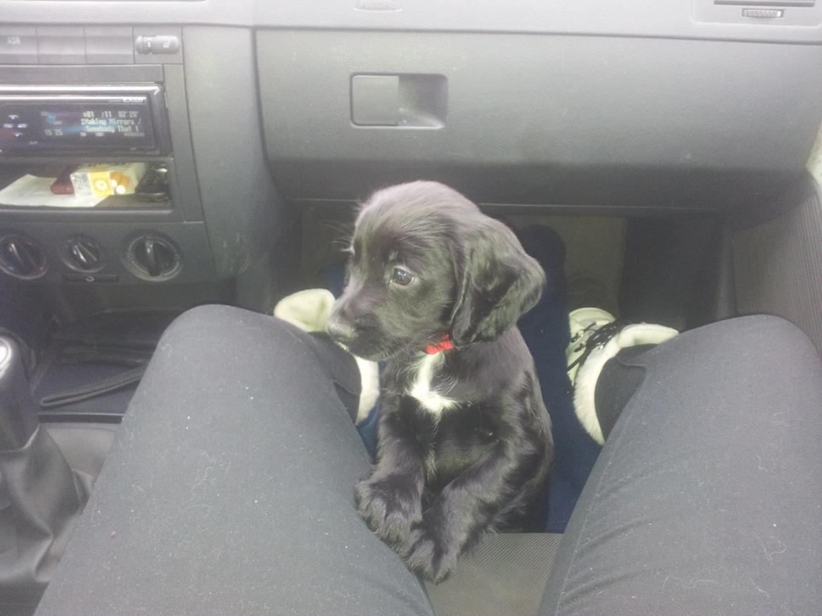 Field Trial Cockerspaniel molly billede 2