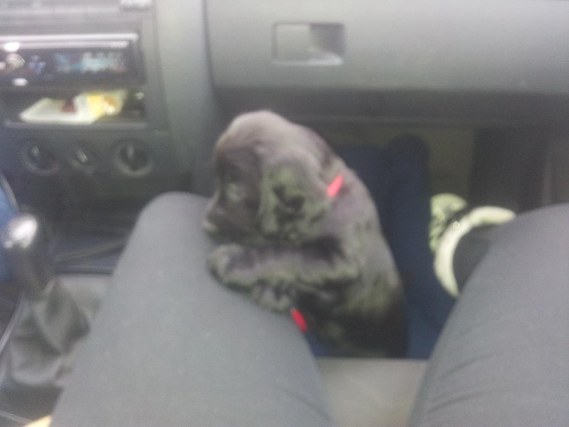 Field Trial Cockerspaniel molly billede 3