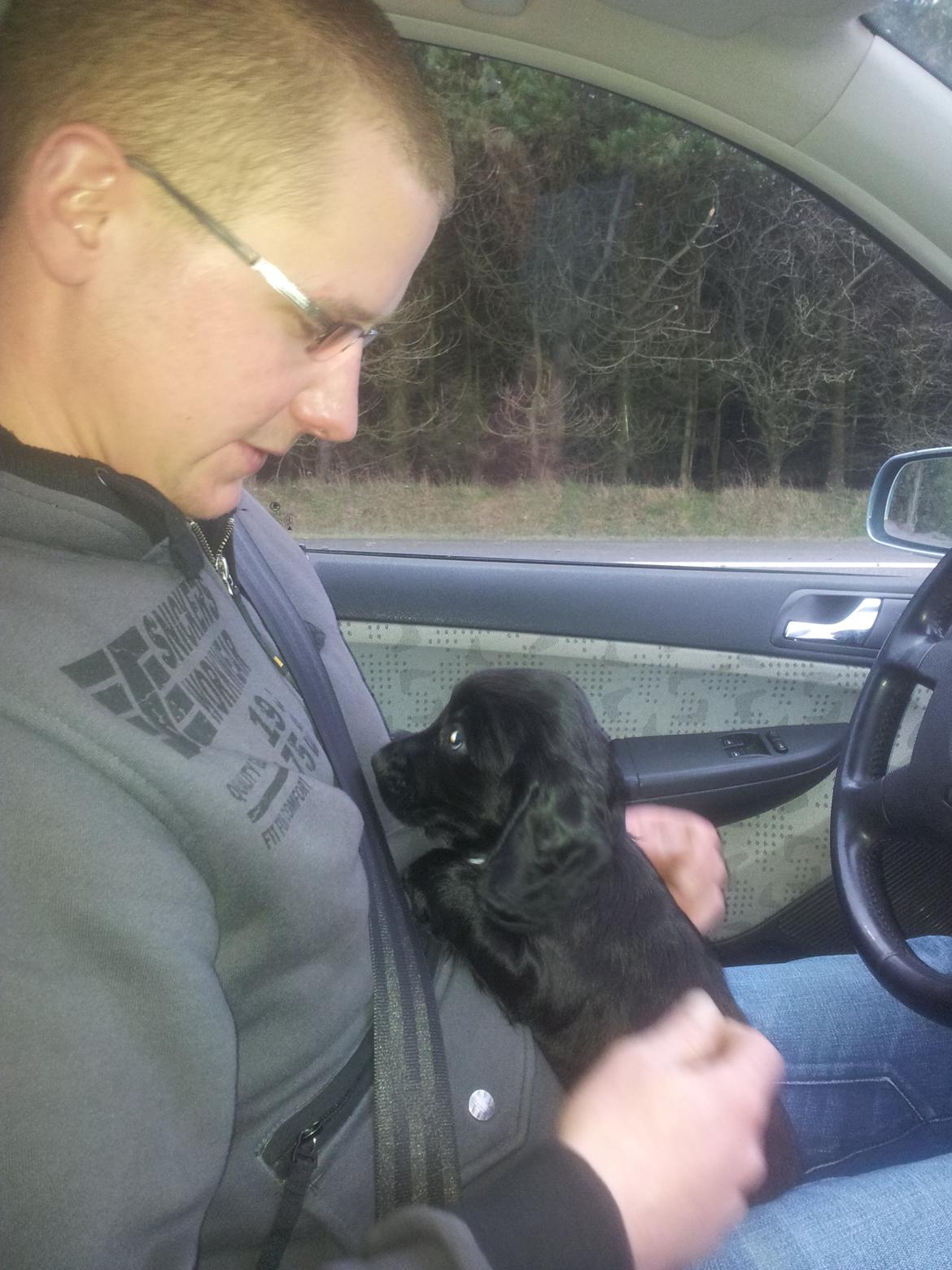 Field Trial Cockerspaniel molly billede 4