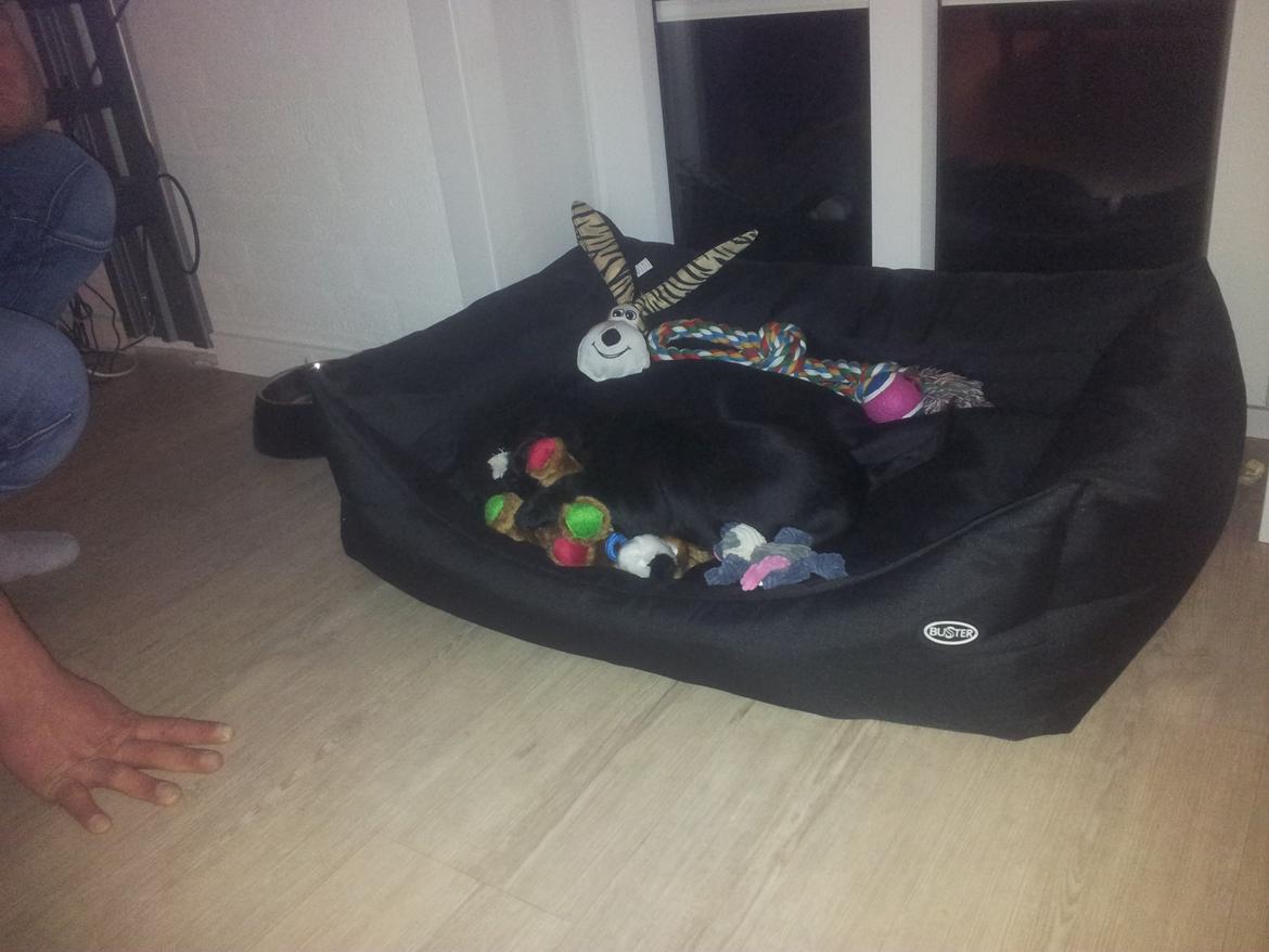 Field Trial Cockerspaniel molly billede 5