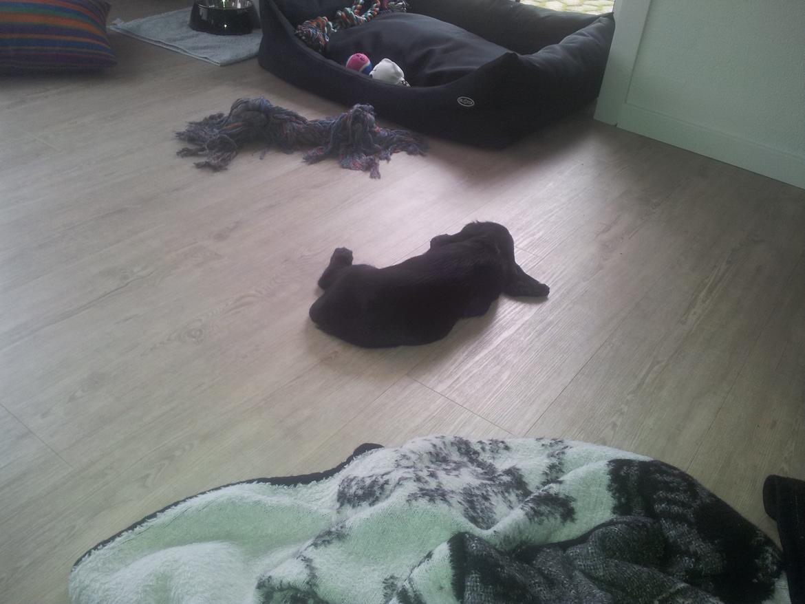 Field Trial Cockerspaniel molly billede 6