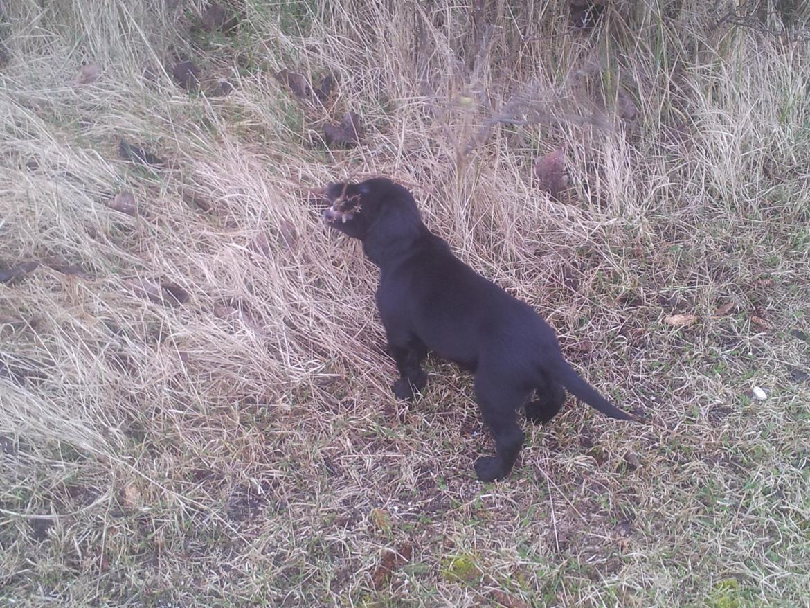 Field Trial Cockerspaniel molly billede 7