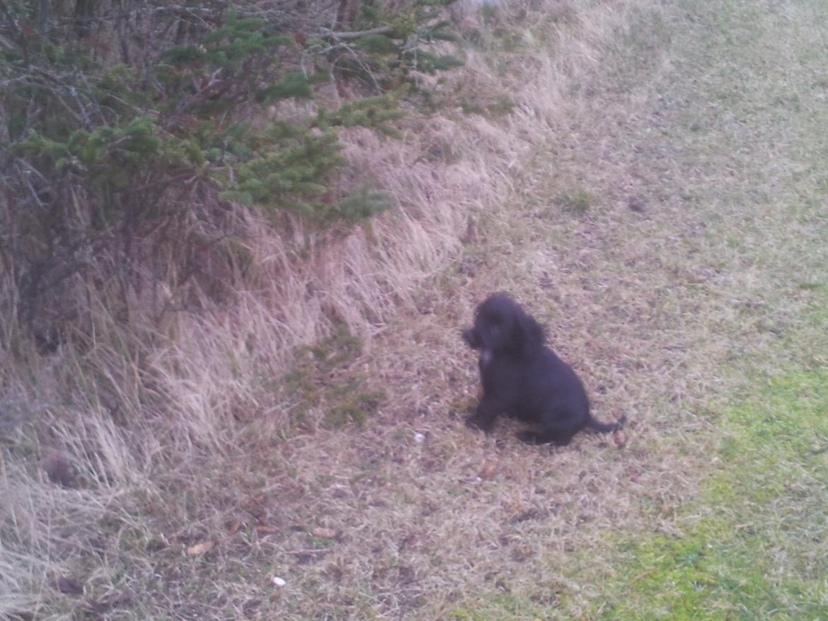 Field Trial Cockerspaniel molly billede 8
