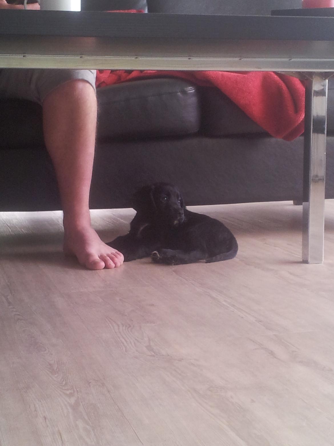 Field Trial Cockerspaniel molly billede 9