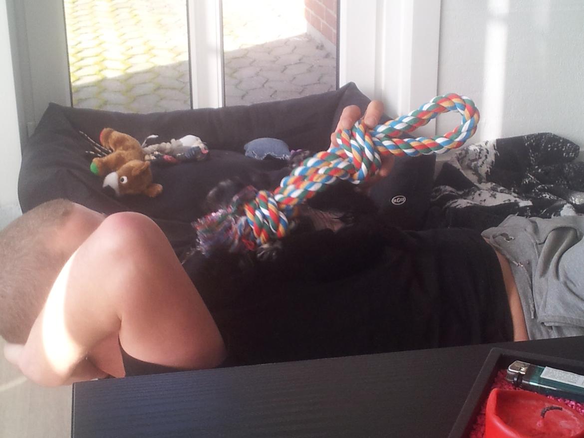 Field Trial Cockerspaniel molly billede 10