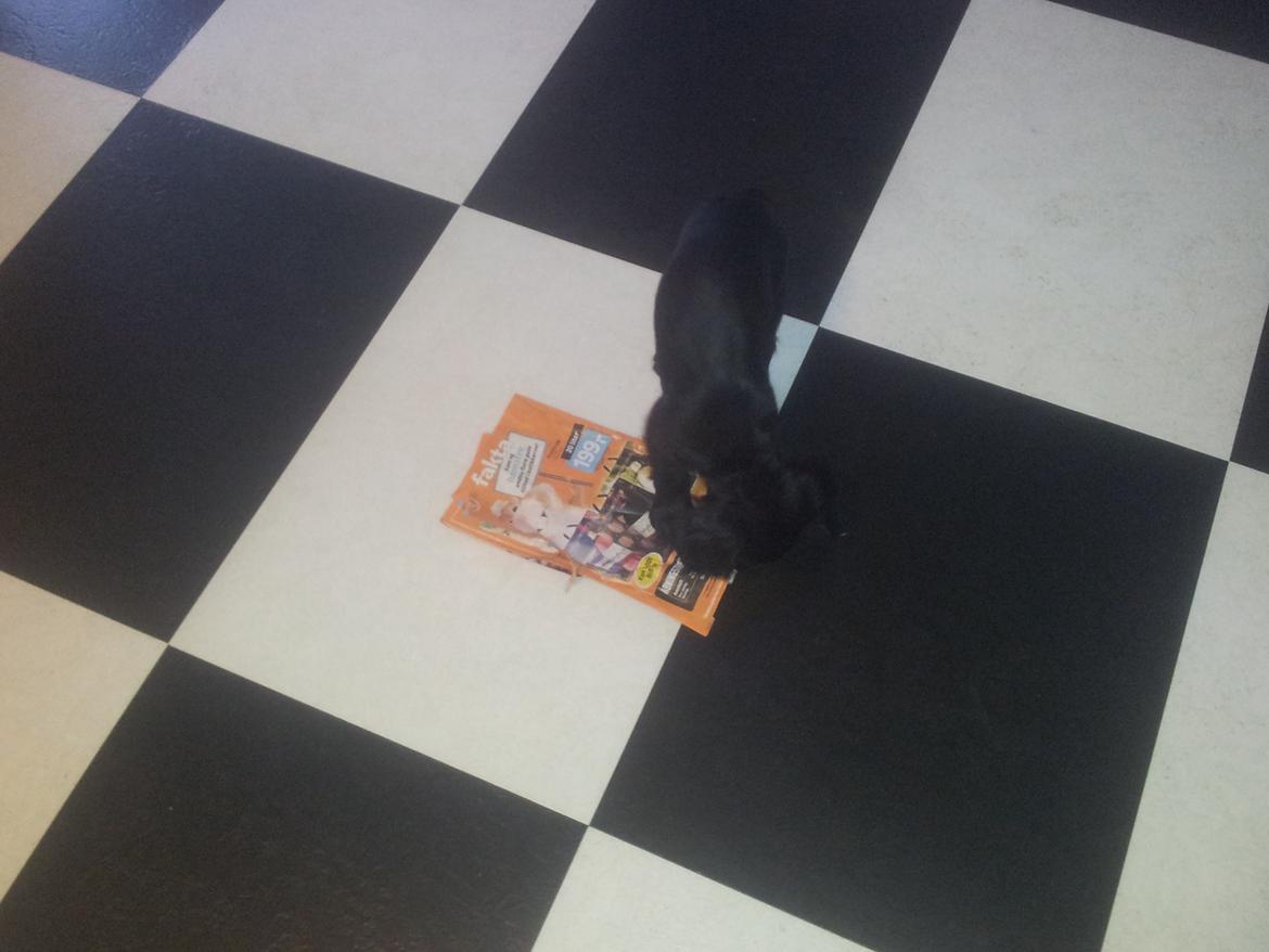 Field Trial Cockerspaniel molly billede 11