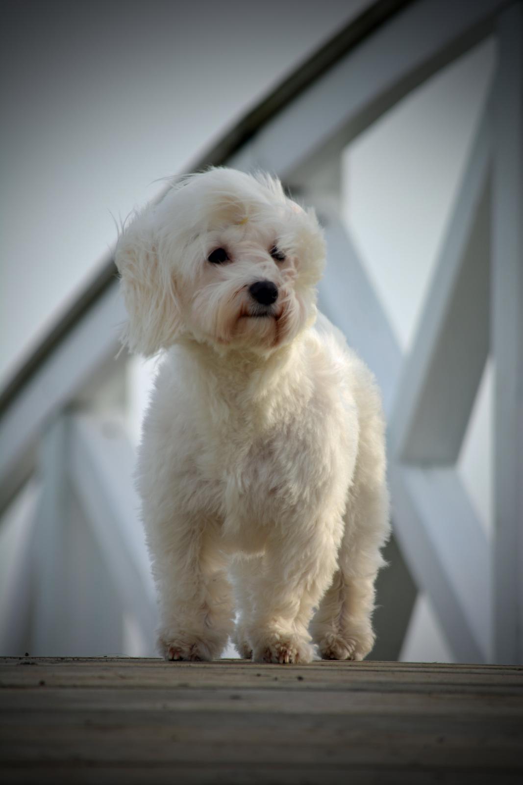 Malteser Fie R.I.P 26. Januar 2015 billede 29