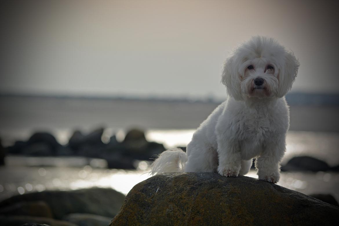 Malteser Fie R.I.P 26. Januar 2015 billede 31