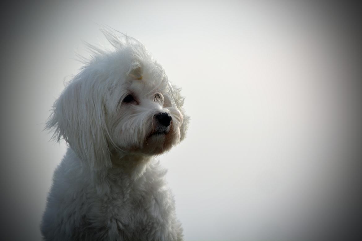 Malteser Fie R.I.P 26. Januar 2015 billede 32