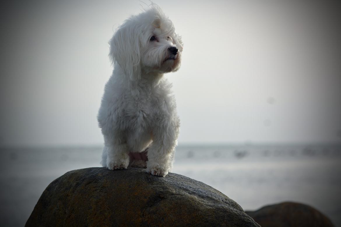 Malteser Fie R.I.P 26. Januar 2015 billede 33