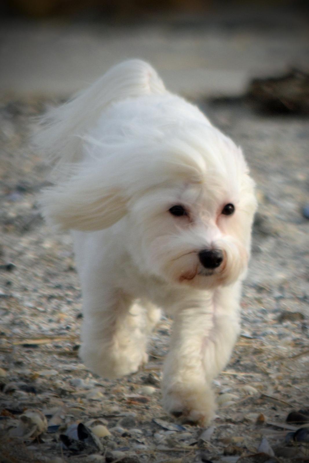 Malteser Fie R.I.P 26. Januar 2015 billede 34