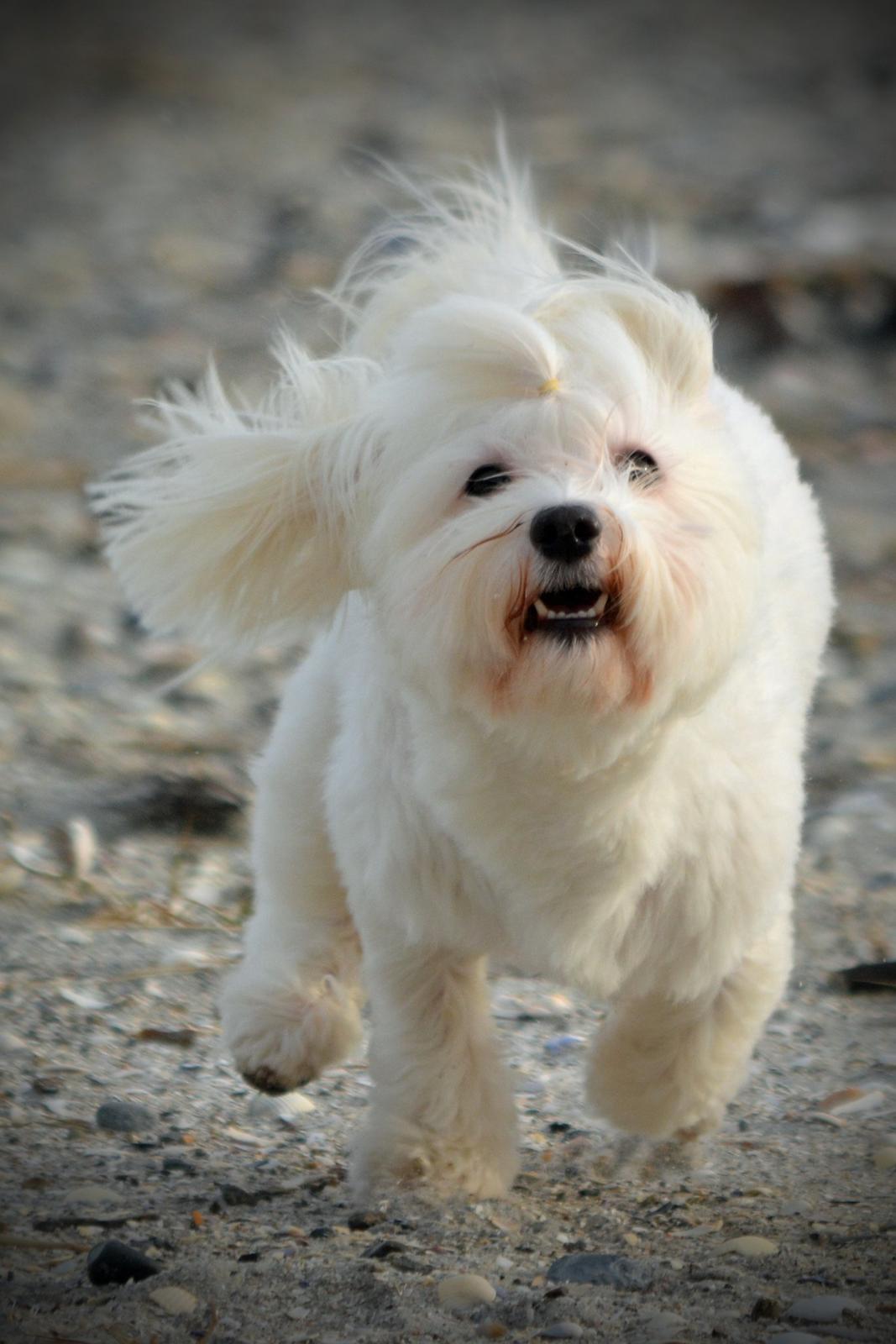 Malteser Fie R.I.P 26. Januar 2015 billede 35