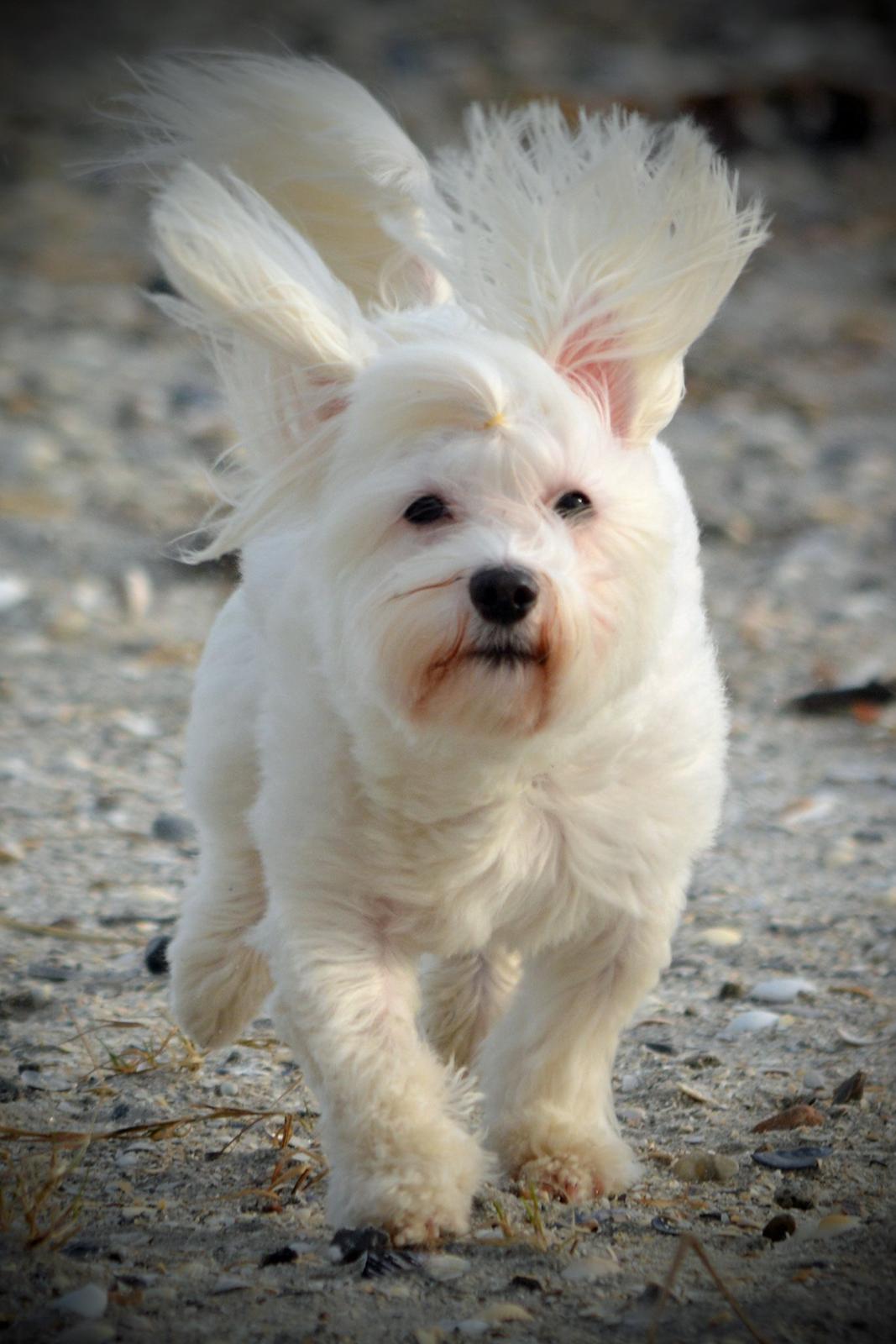 Malteser Fie R.I.P 26. Januar 2015 billede 36