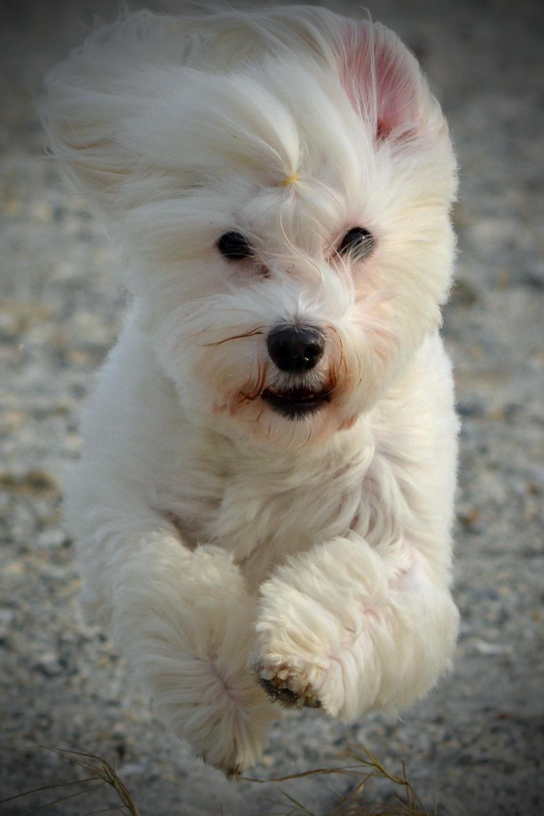 Malteser Fie R.I.P 26. Januar 2015 billede 37