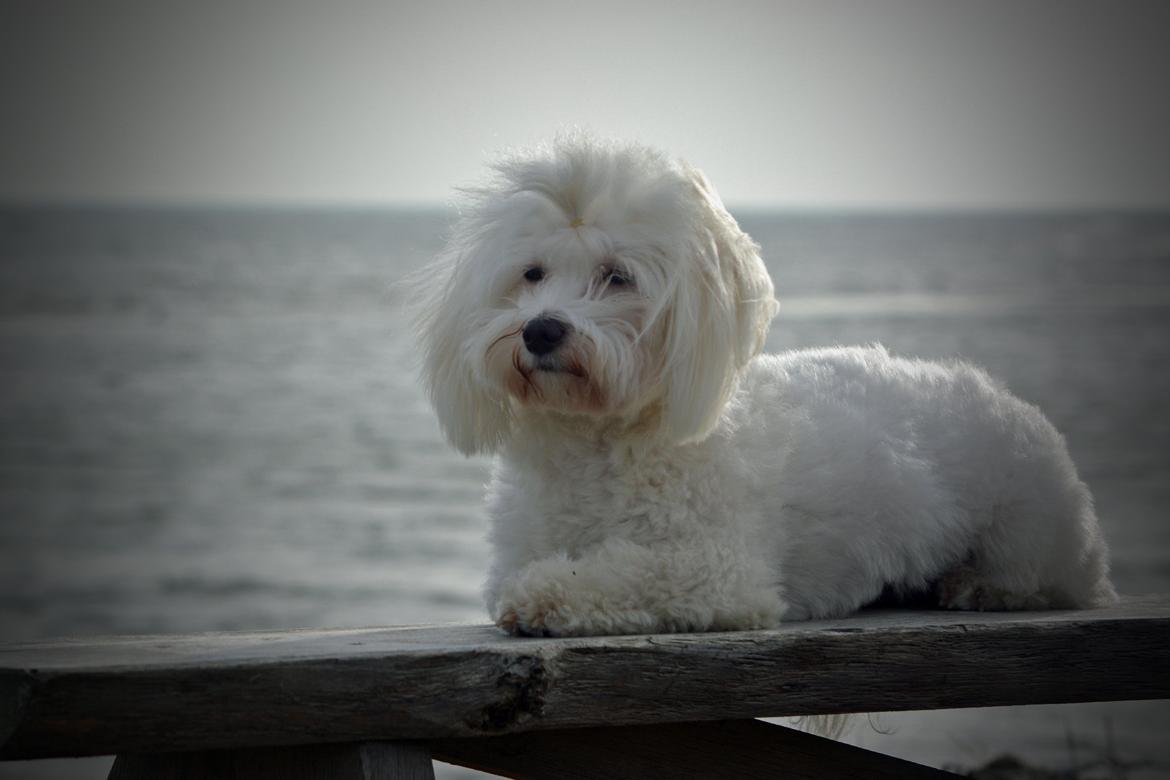 Malteser Fie R.I.P 26. Januar 2015 billede 38