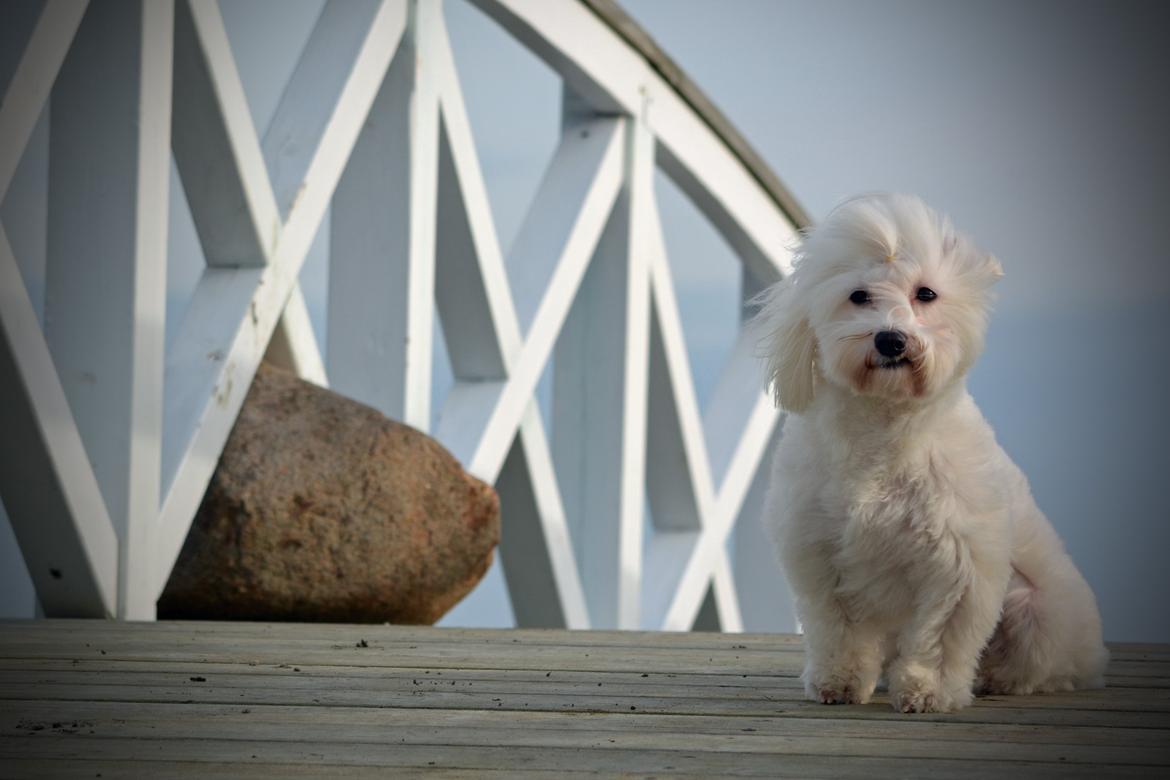 Malteser Fie R.I.P 26. Januar 2015 billede 30