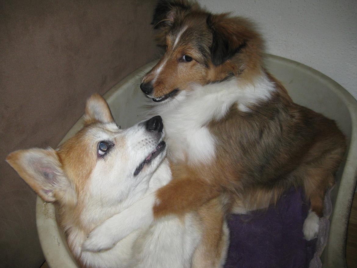 Welsh corgi pembroke Hashfan Cille (Himmelhund) billede 5