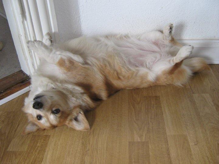 Welsh corgi pembroke Hashfan Cille (Himmelhund) billede 2