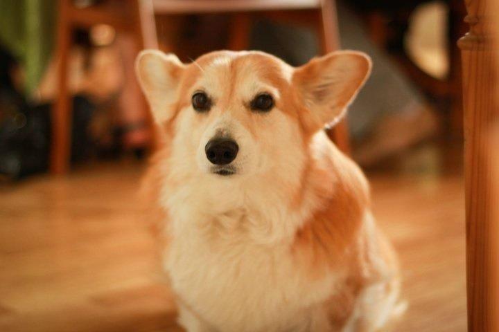 Welsh corgi pembroke Hashfan Cille (Himmelhund) billede 3