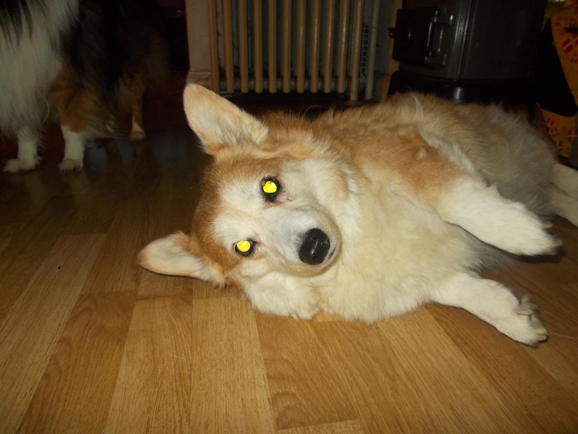 Welsh corgi pembroke Hashfan Cille (Himmelhund) billede 7