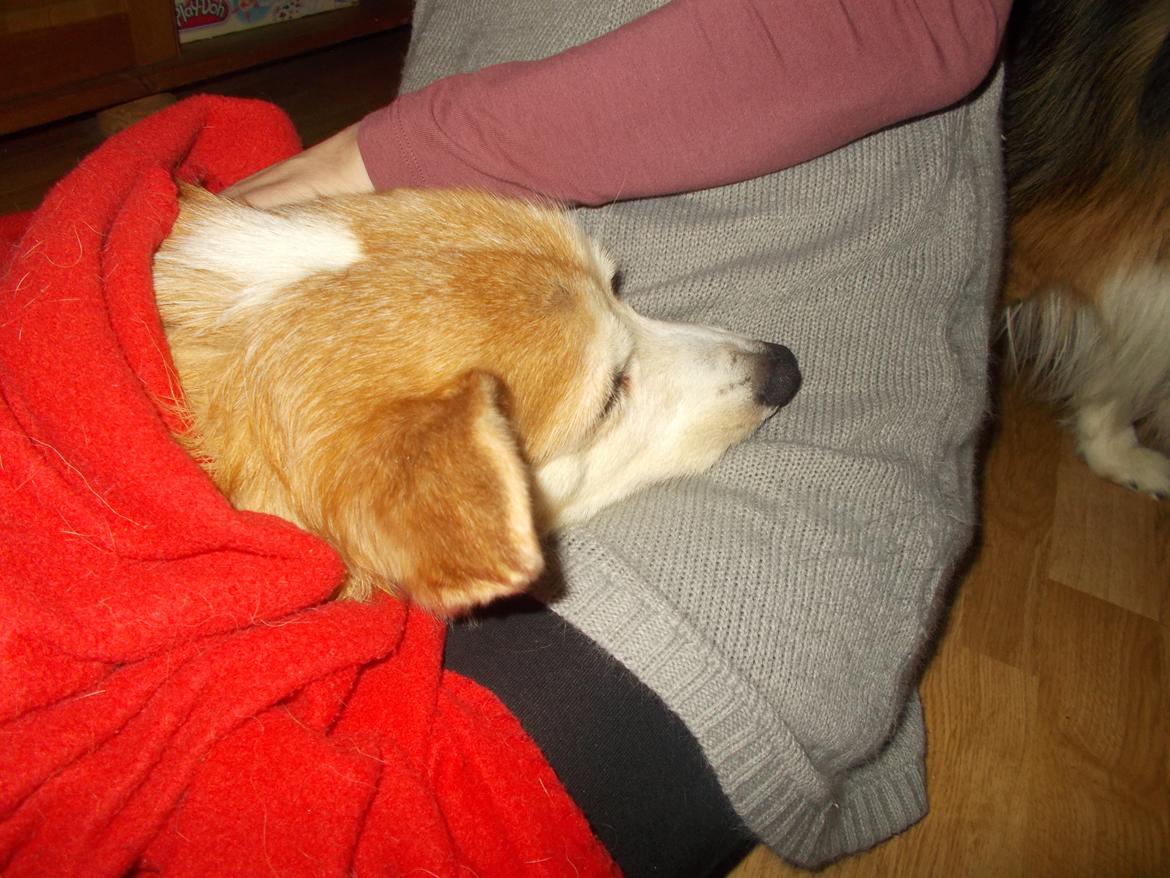 Welsh corgi pembroke Hashfan Cille (Himmelhund) - Et sidste farvel. billede 8