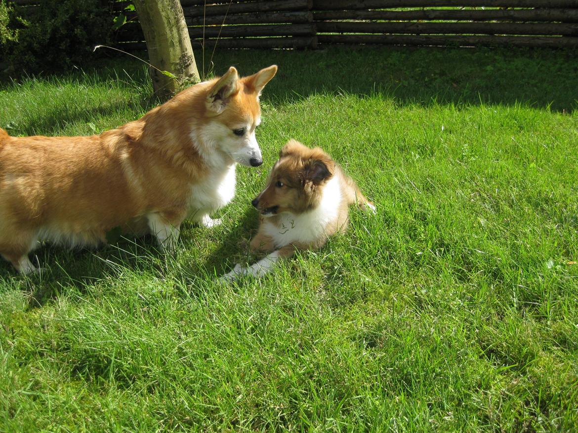 Welsh corgi pembroke Hashfan Cille (Himmelhund) billede 4