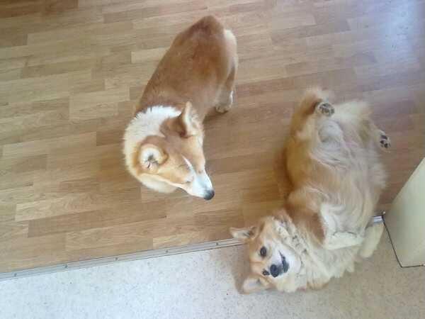 Welsh corgi pembroke Hashfan Cille (Himmelhund) billede 6