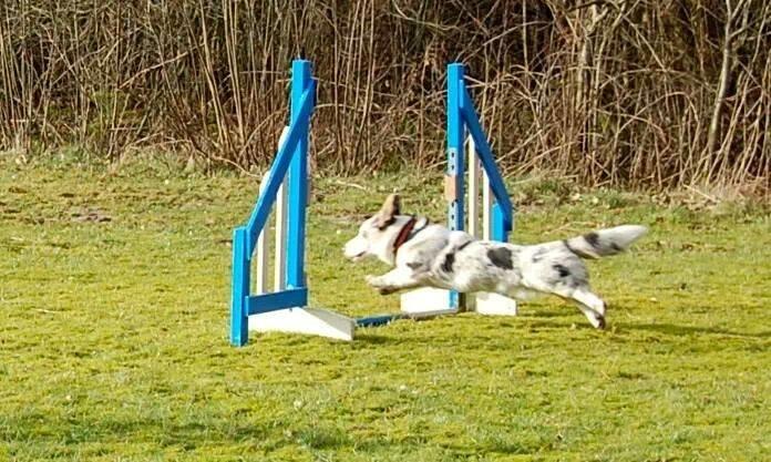 Welsh corgi cardigan Balder - Første agilitytræning og han elsker det! Vi er så stolte! billede 2