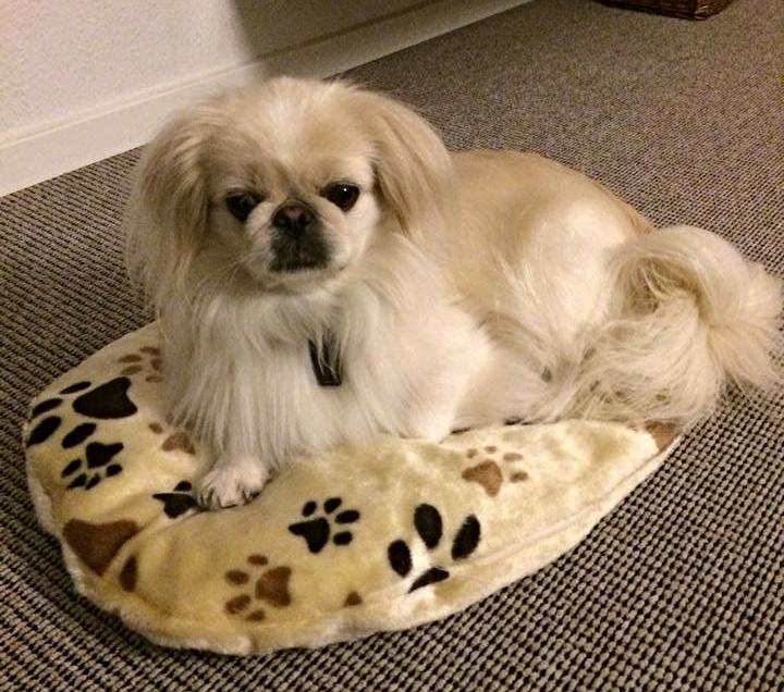 Pekingeser Luca - Det nyeste billede der er taget af hende :) billede 1