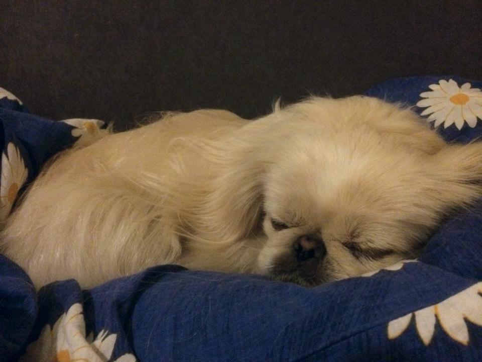 Pekingeser Luca - Luca er hvertfald ikke den første der står op af sengen, og hvis hun gør så ligger hun derinde igen hvis man bare kigger væk 2 sekunder. :D billede 3