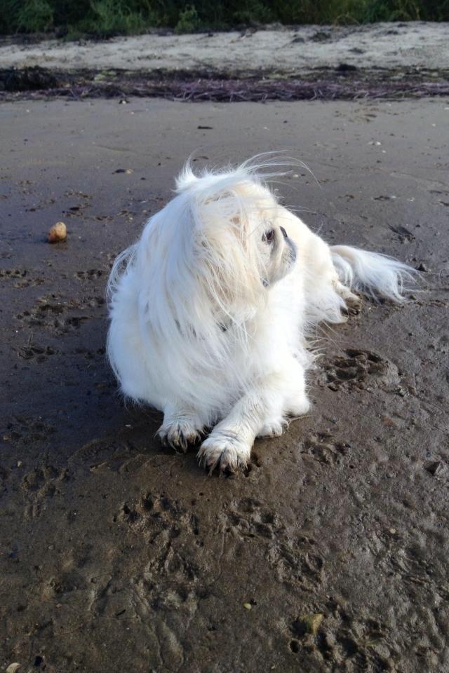 Pekingeser Luca - Billede fra da vi var ved vandet i sommers :D billede 6