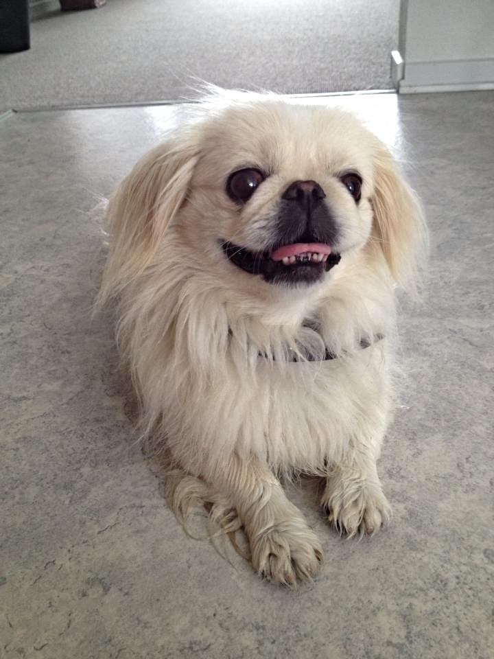 Pekingeser Luca - Vandpytter går hun altid en kæmpe omvej omkring, men når man alligevel er våd pga. regnen, kan man ligeså godt lege rundt i vandpytterne. Billedet er fra efteråret :) billede 7