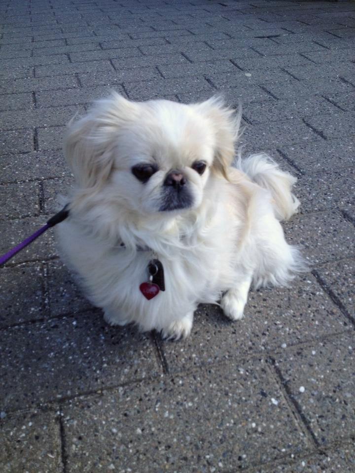 Pekingeser Luca billede 10