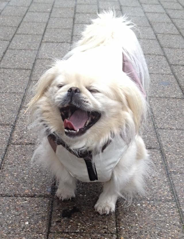 Pekingeser Luca - Fra i vinters, der var dog ikke kommet sne endnu. Men utrolig koldt udenfor :D billede 15